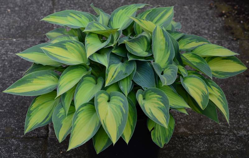 Achat de plantes vivaces façille d&rsquo;entretien qui fleurisse toute l&rsquo;année à proximité d&rsquo;Andernos