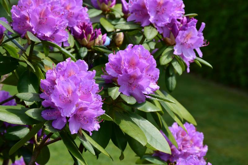 Vente de rhododendron sur le bassin d’Arcachon à la Jardinerie Delbard !