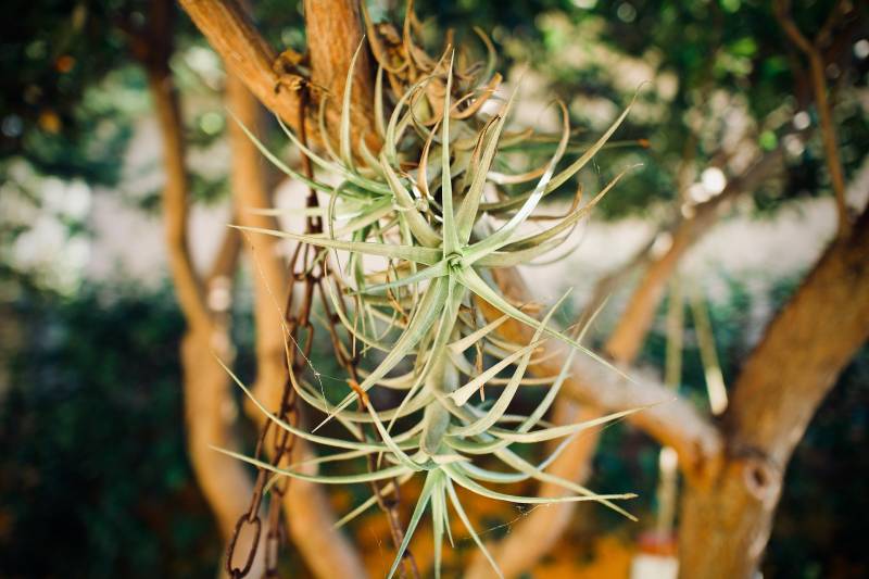 Où trouver des tillandsia ou « fille de l’air » proche du Cap ferret ?