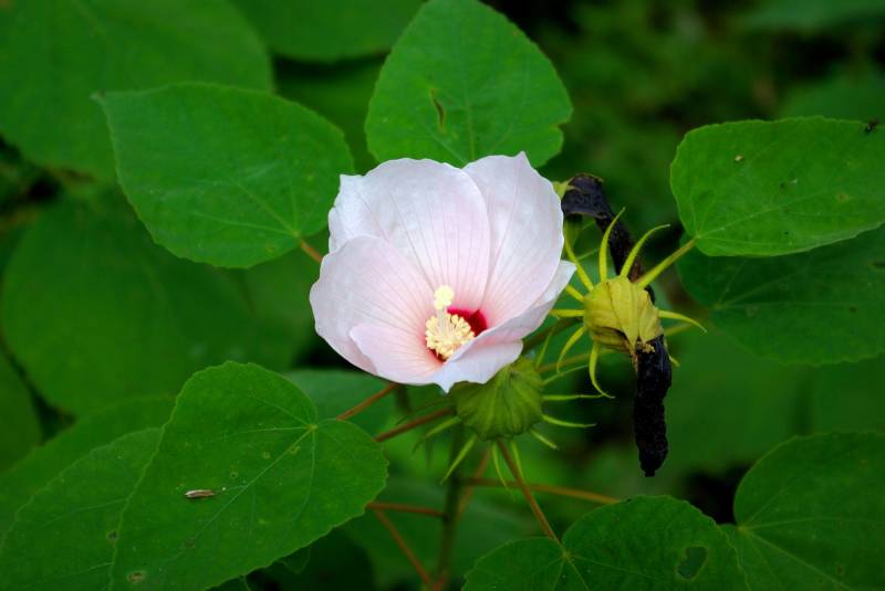 Vente d’hibiscus moscheutos à la Jardinerie Delbard Le Porge proche du Cap ferret.