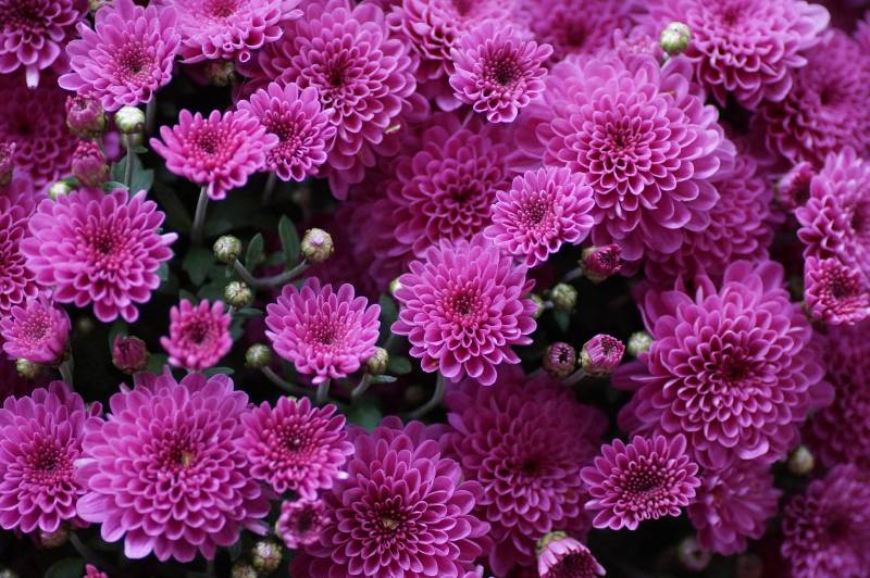 Acheter des chrysanthèmes à la Toussaint pour fleurir les tombes au Bassin d&rsquo;Arcachon et à Lacanau