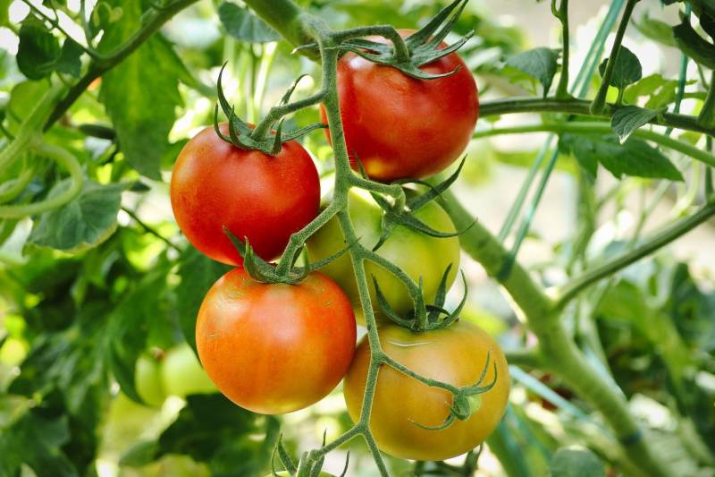 Où trouver des plants de légumes proche du bassin d’Arcachon ?