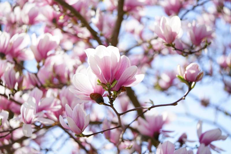 Où acheter des arbres appelés Magnolias sur le bassin d’Arcachon ?