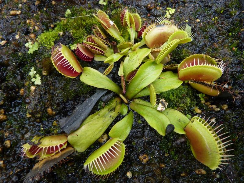 Vente de plantes carnivores à la Jardinerie Delbard Le Porge située non loin de Lacanau.
