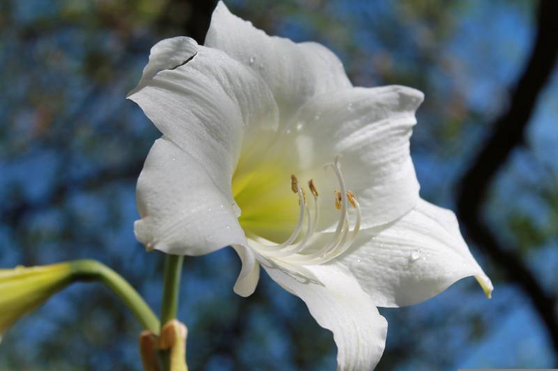 Où acheter des amaryllis pas chers et de très bonne qualité au Cap Ferret ?