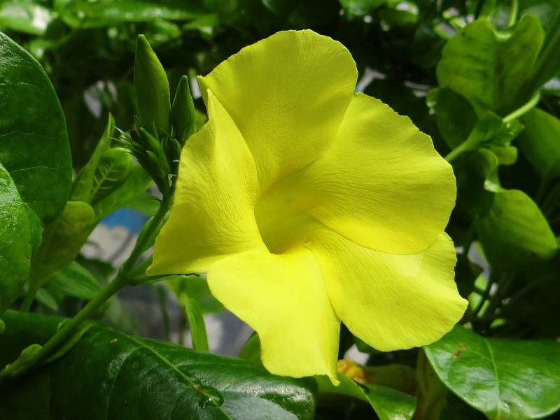 Dipladénia, plante extérieur résistante au soleil à retrouvez à la jardinerie Delbard Le Porge !