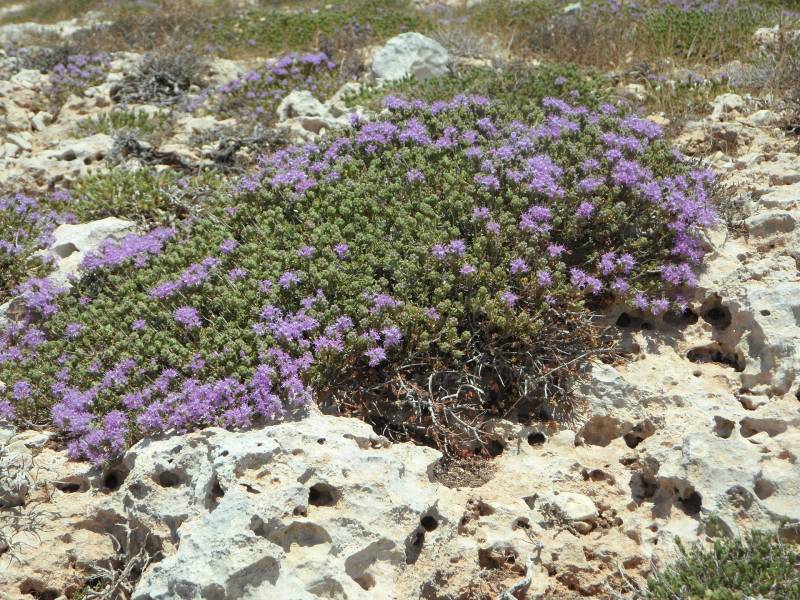 Achat de plantes méditerranéennes au Bassin d&rsquo;Arcachon