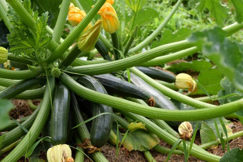 Où trouver des plants de légumes proche du bassin d’Arcachon ?