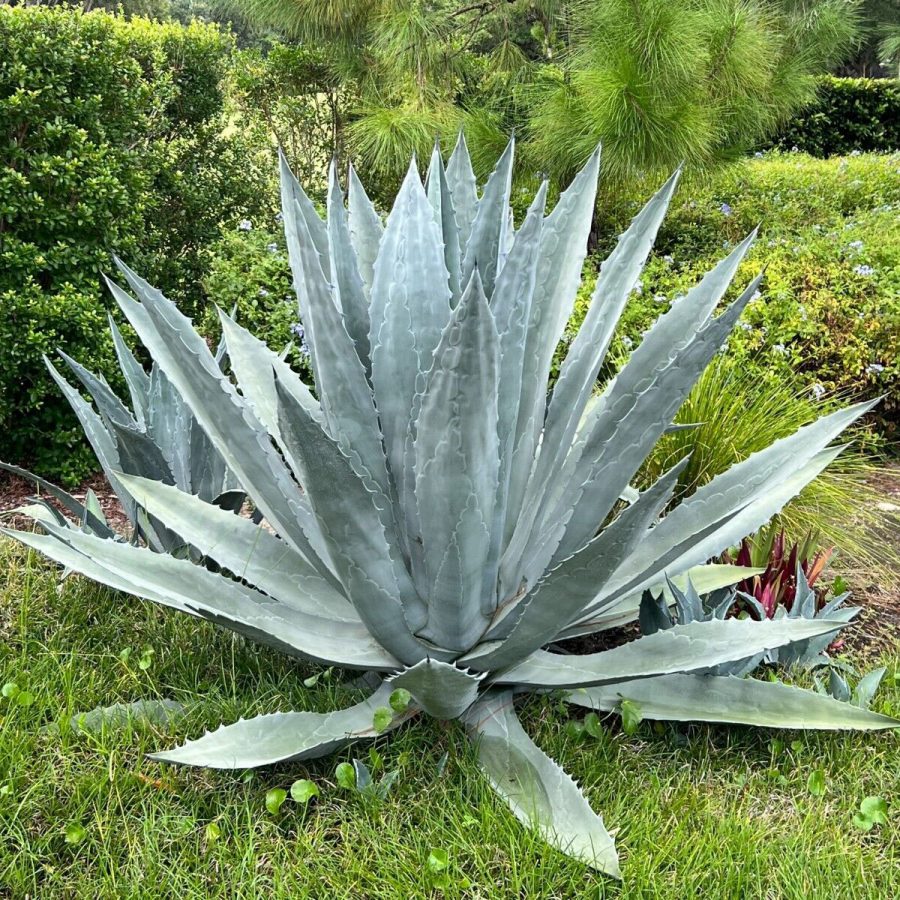Où acheter des plantes exotiques et méditerranéennes près du Bassin d&rsquo;Arcachon ?