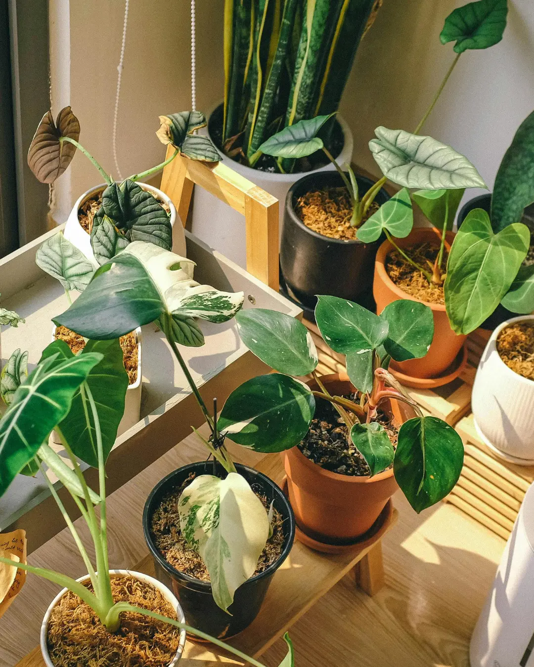 Où acheter des plantes exotiques et méditerranéennes près du Bassin d&rsquo;Arcachon ?