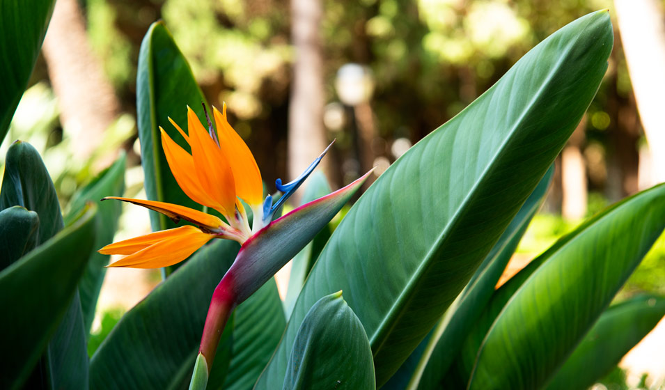 Strelitzia oiseau de paradis en fleurs orangées, plante exotique résistante disponible près du Cap Ferret et d'Andernos